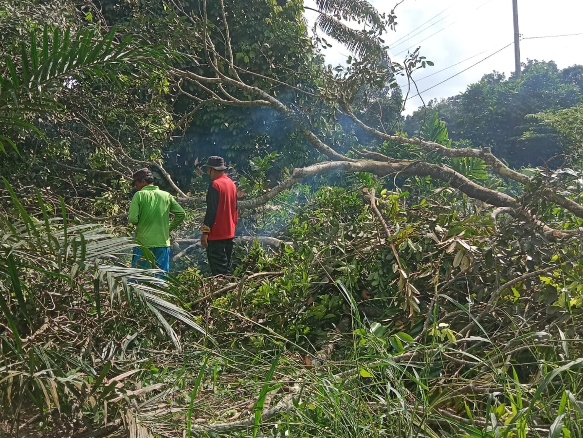 Masyarakat bersama PT Medco Gotong Royong di Jalur Jaringan PLN di Lokasi MOF Nusa Serasan 