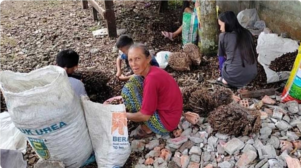 Banyak Buah Sawit Busuk Akibat Terlambat Diangkut, Petani Terpaksa Jual Berondolan