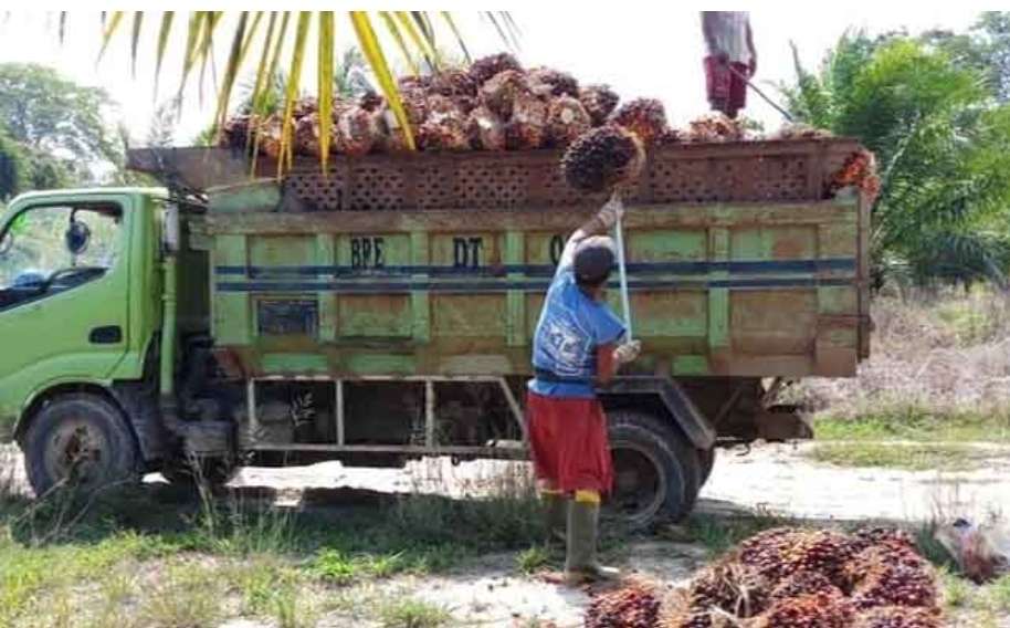 Berikut Harga Buah Sawit di Kecamatan Sanga Desa Diawal Bulan, Belum Banyak Perubahan