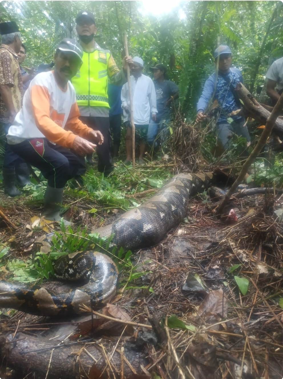 Wanita Paruh Baya di Jambi Dimangsa Ular Piton, Saat Nyadap Karet