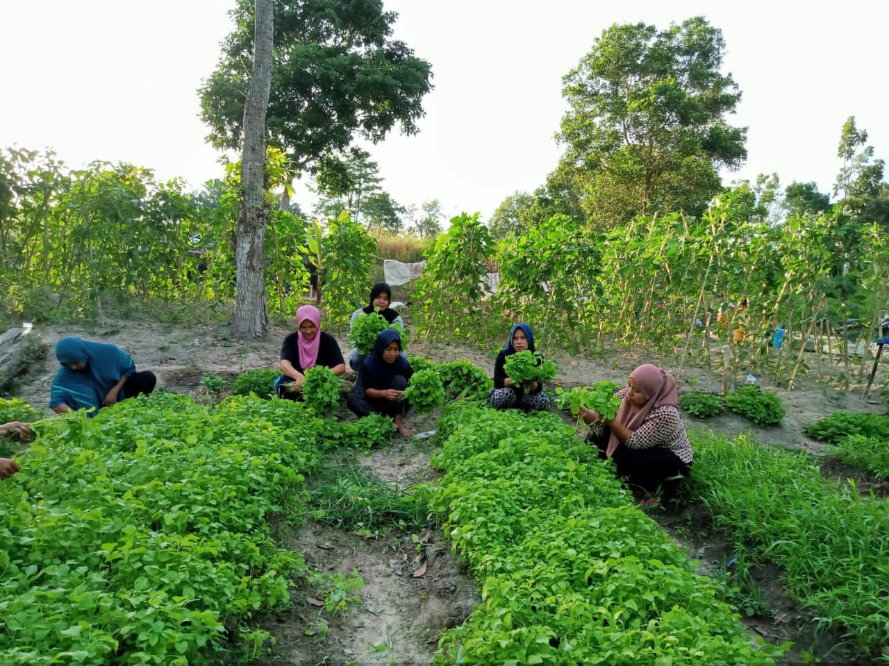 KWT Tunggal Bersemi Rutin Produksi Sayuran Segar