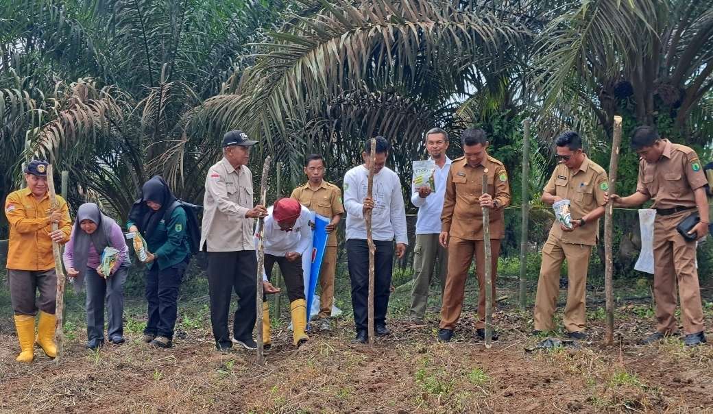 Desa Srigunung Jalankan Program Ketahanan Pangan 2025, Fokus Peternakan Sapi dan Budidaya Jagung