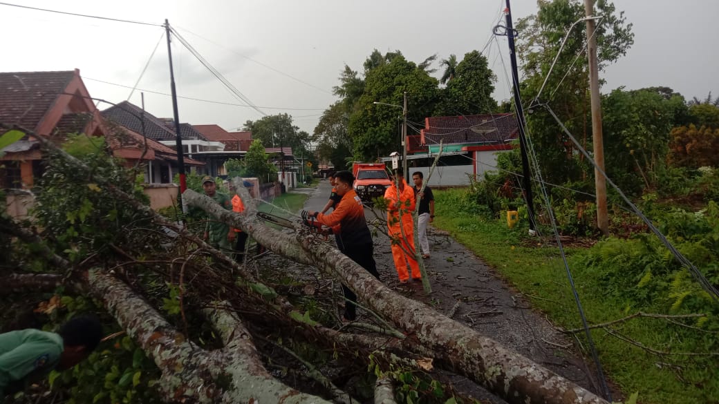 Pohon Tumbang di Kota Sekayu, Sempat Ganggu Arus Lalin di Jalan Lapas, BPD Muba Langsung Evakuasi