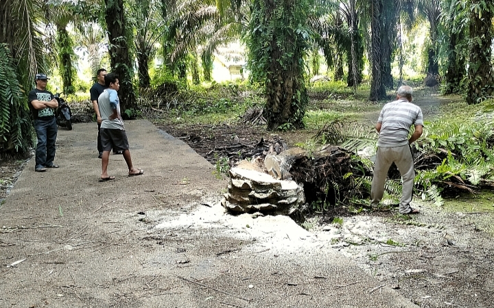 Batang Sawit di Jalan Cor Beton Sudah Ditebang, Kades: Kualitas Bangunan Sangat Oke