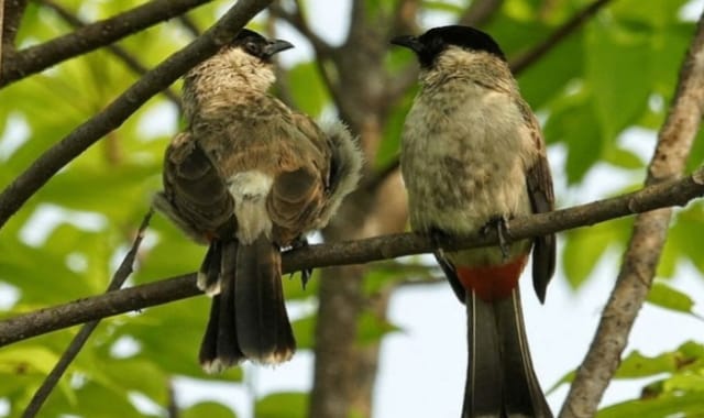 Ternyata Memelihara Burung Kutilang Bisa Meningkatkan Kualitas Udara