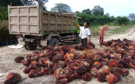 Kamu Harus Tahu! 10 Pengusaha Kelapa Sawit Paling Kaya di Indonesia