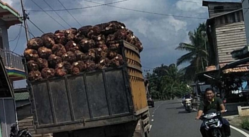 Banyak Truk Angkutan Sawit Tak Pakai Jaring Pengaman, Pengguna Jalinteng di Sanga Desa Resah