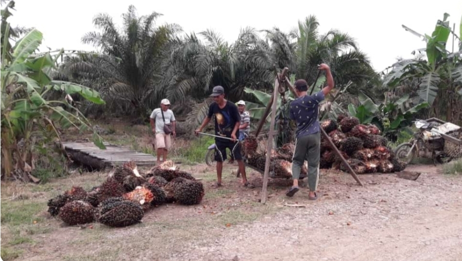 Harga TBS Sawit di Sanga Desa Kembali Naik, Petani Auto Senyum