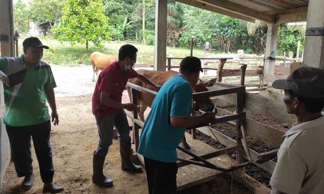 Peternak Sungai Lilin Dibuat Galau, Banyak Indukan Mati Diserang Penyakit, Harga Jual Rendah