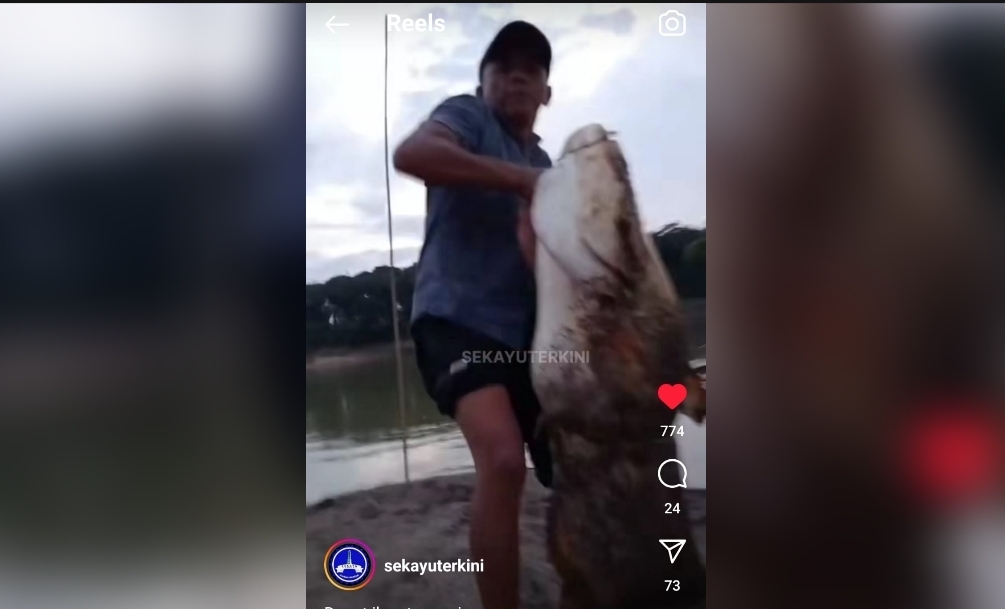 Viral! Video Warga Sekayu Muba Dapat Ikan Tapah ‘Raksasa’, Ukurannya Seperti Orang Dewasa