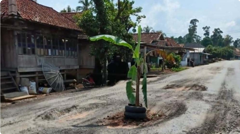 Protes Jalan Negara Rusak, Warga Desa di Muba Ini Tanam Pohon Pisang