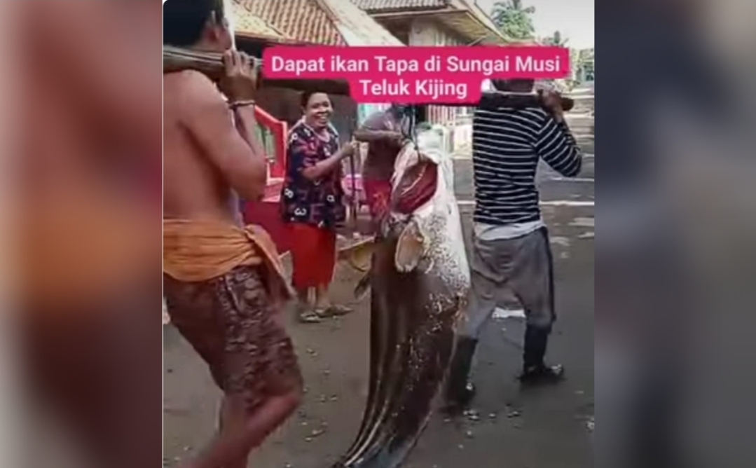 Heboh, Warga Teluk Kijing Tangkap Ikan Tapa Raksasa, Berat Capai 50 Kg