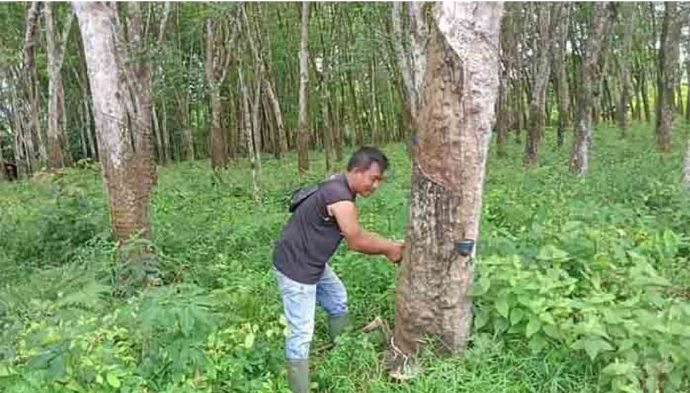 Musim Kemarau, Petani Karet Galau, Produksi Getah Menurun