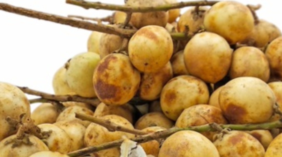 Rambai, Buah Lokal yang Kaya Nutrisi dan Manfaat Kesehatan