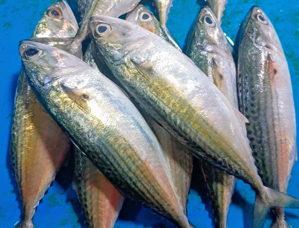 Banyak Dijual Dipasar Tradisional, Ini Jenis Ikan yang Punya Kandungan Gizi Lebih Tinggi dari Salmon