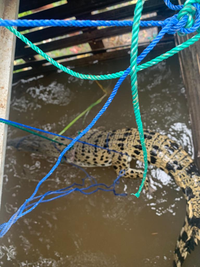 Warga Bumiayu Dapat Buaya Berukuran 2 Meter, Nyangkut di Pancing Taut