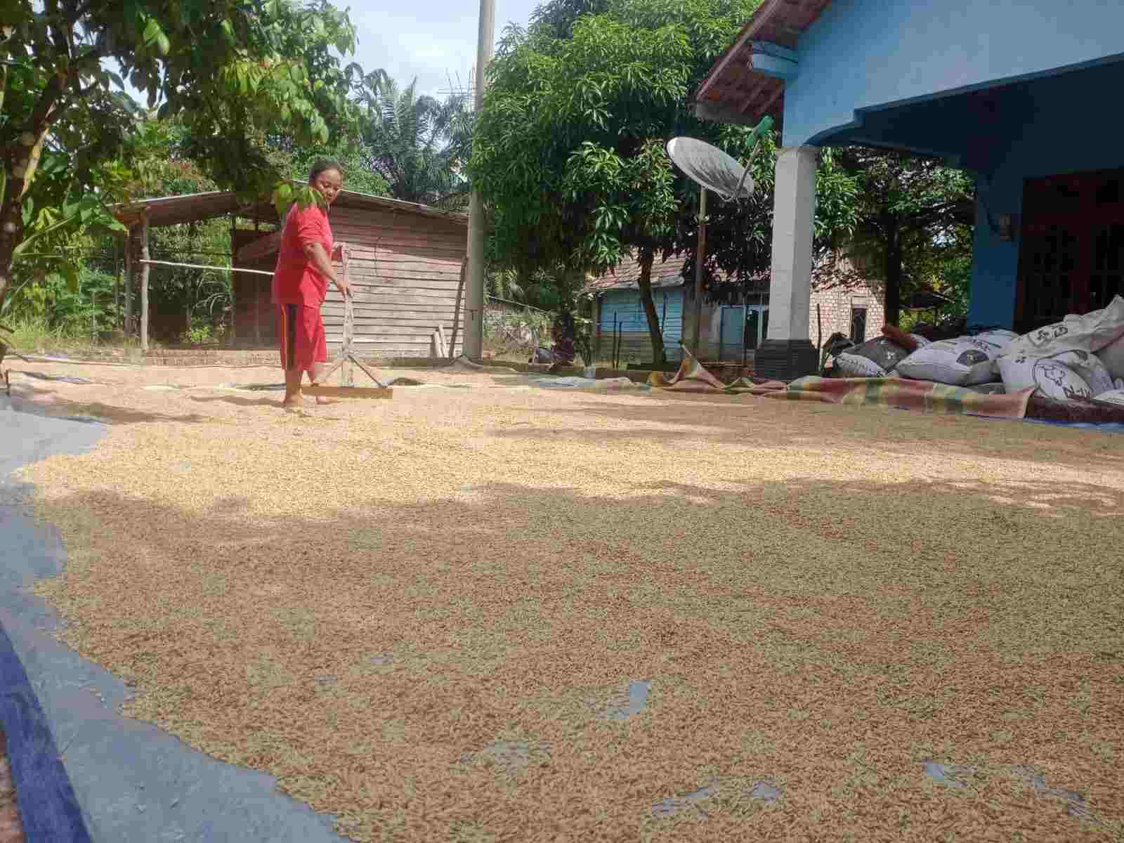 Petani Sawah di Desa Pinang Banjar Sungai Lilin Berharap Perhatian Pemerintah