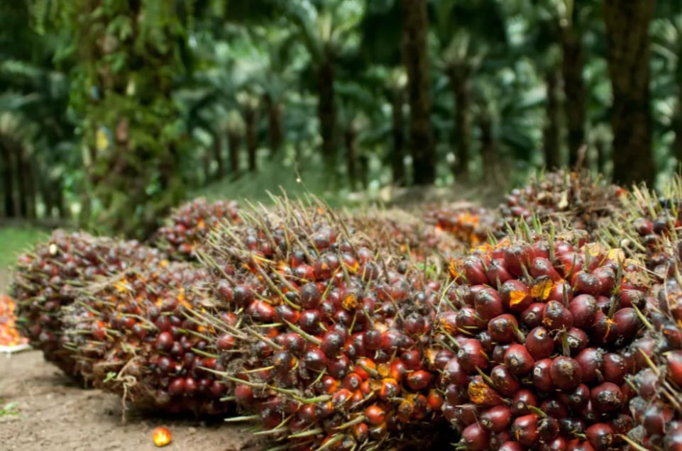 Petani Tersenyum, Segini Harga Sawit Ditingkat Touke di Sekayu