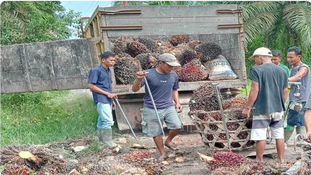 Jelang Tahun Baru, Harga Jual Kelapa Sawit di Sanga Desa Stabil