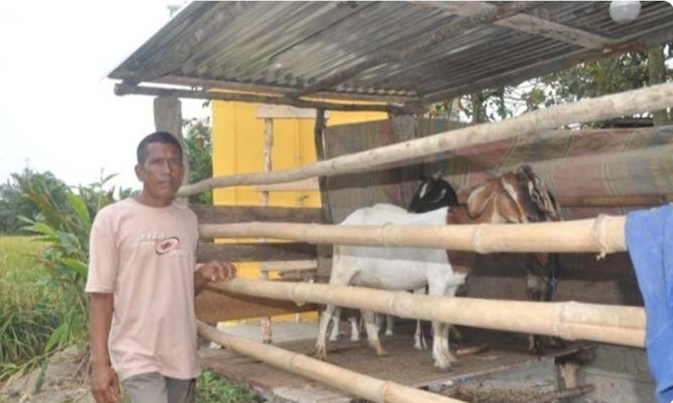 Jelang Lebaran Idul Adha, Penjualan Hewan Kurban di Sanga Desa Meningkat, Pedagang Pun Bisa Tersenyum