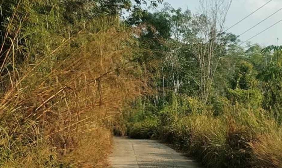 Jalan Penghubung Antar Desa di Muba Ini Hampir Dipenuhi Rumput, Pengendara Berharap Dilakukan Tebas Bayang