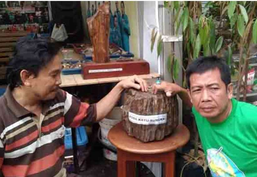 Mengintip Koleksi Sekayu Gemstone Community, Ada Batu Fosil Berusia Ratusan Tahun