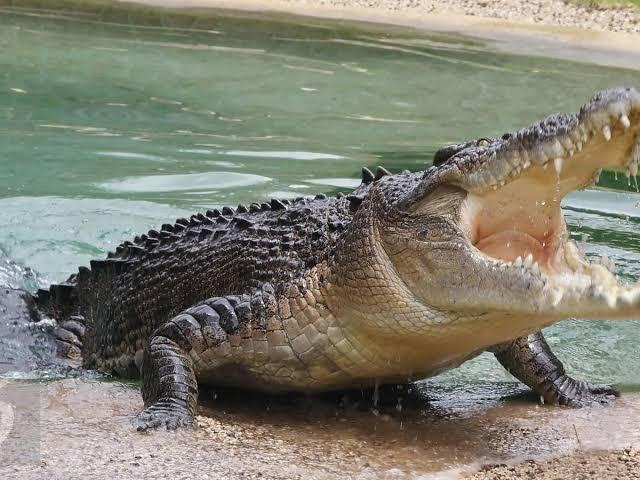 Heboh, Warga Upang Makmur, Banyuasin Diterkam Buaya Saat Angkat Jaring Ikan 