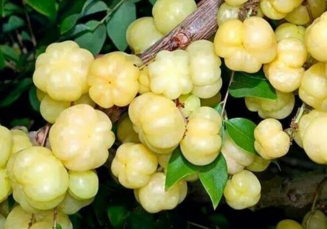 Ternyata Buah Cermai Bisa Menekan Produksi Asam Lambung hingga Mengontrol Gula Darah