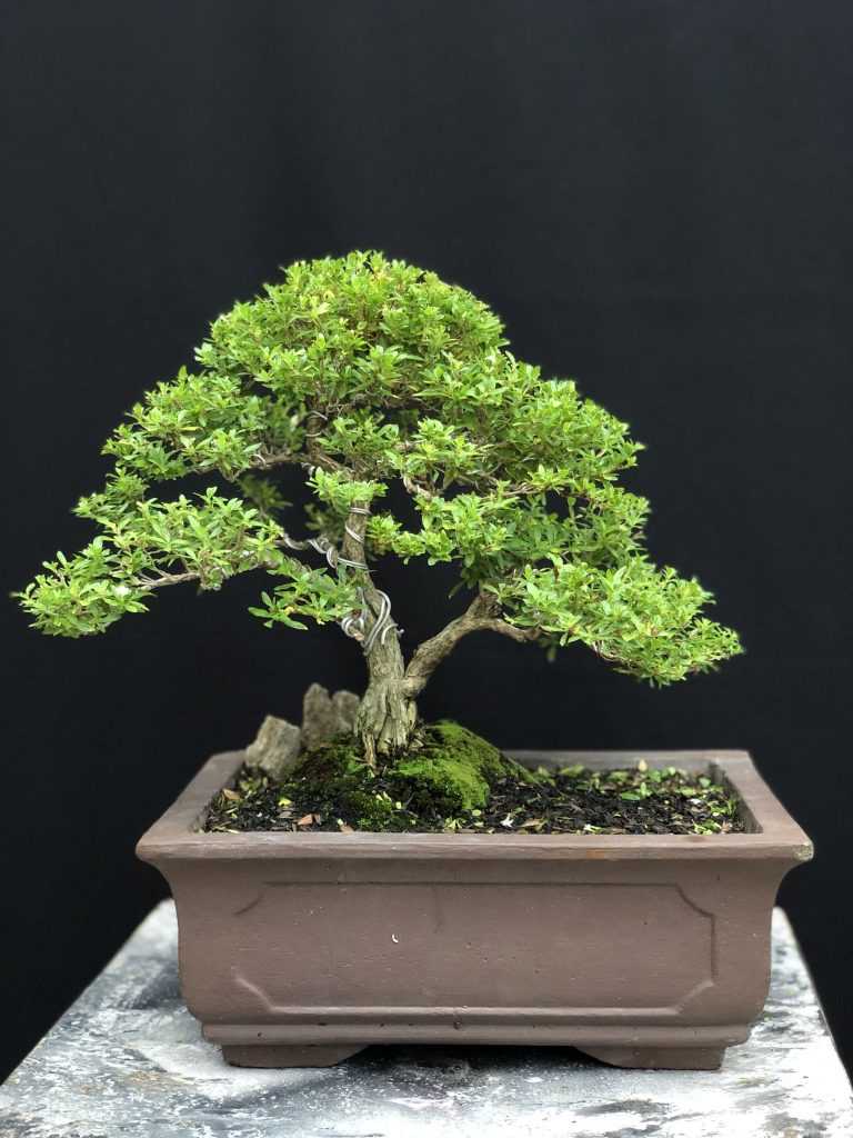 Jadi Incaran Kolektor, Ini 6 Kelebihan Bonsai Seribu Bintang