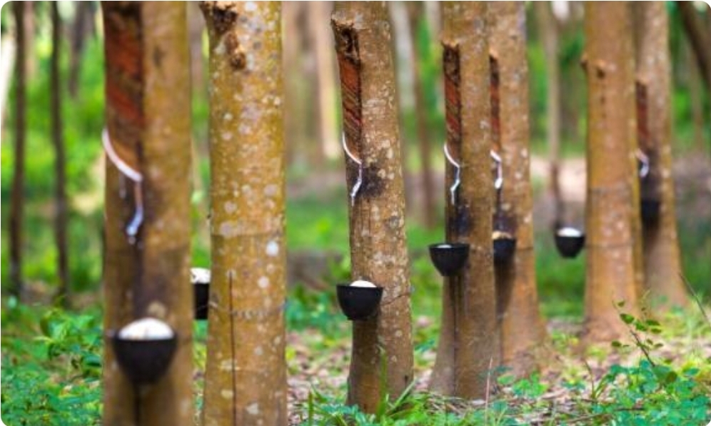 Total Kebun Karet di Sumsel Capai 1,2 Juta Hektar, Muba Miliki Hamparan Paling Luas