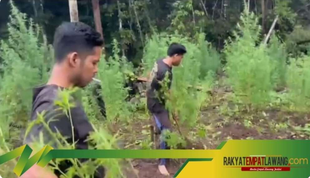 Tim Gabungan Temukan Lahan Ganja di Kabupaten Empat Lawang, Ribuan Batang Ganja Disita