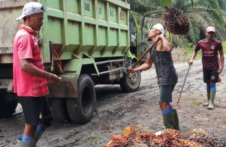 Harga Sawit di Sanga Desa Tetap Stabil, Petani Muba Masih Bisa Bernapas Lega