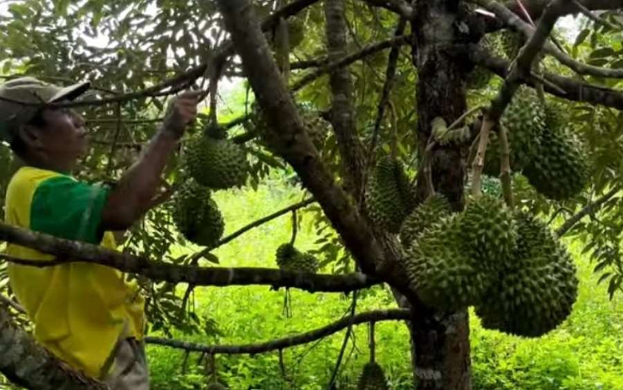 Ingin Miliki Tanaman Durian Buah Banyak, Lakukan Beberapa Tips Berikut