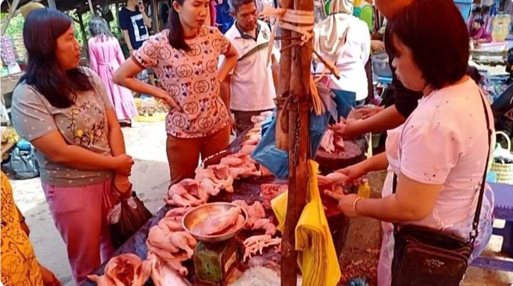 Permintaan Sepi, Harga Ayam Potong di Sanga Desa Merosot Tajam