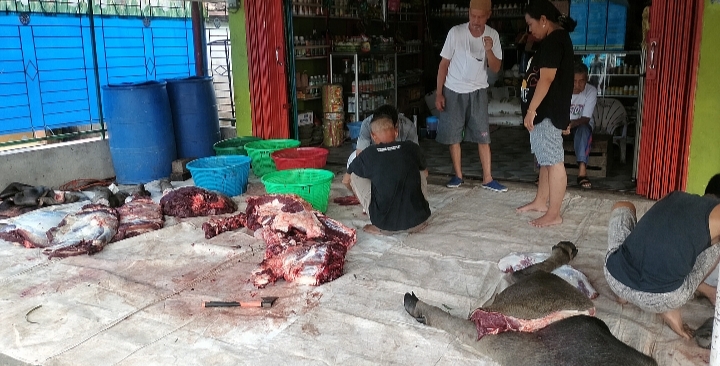 'Bantai' Tradisi Potong Sapi dan Kerbau Sebelum Lebaran di Kecamatan Sanga Desa