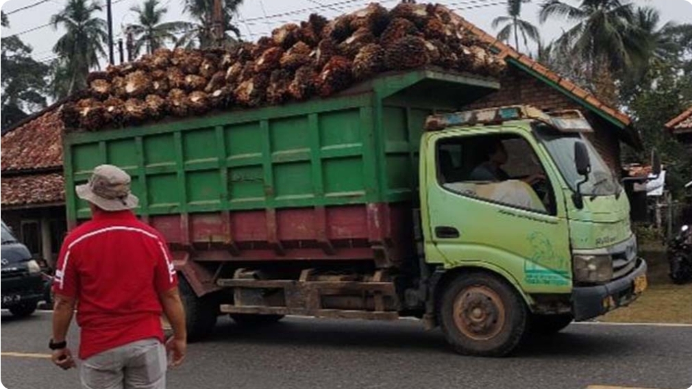 Truk Angkutan Buah Sawit Bikin Resah Pengendara di Jalinteng Sanga Desa, Ini Penyebabnya