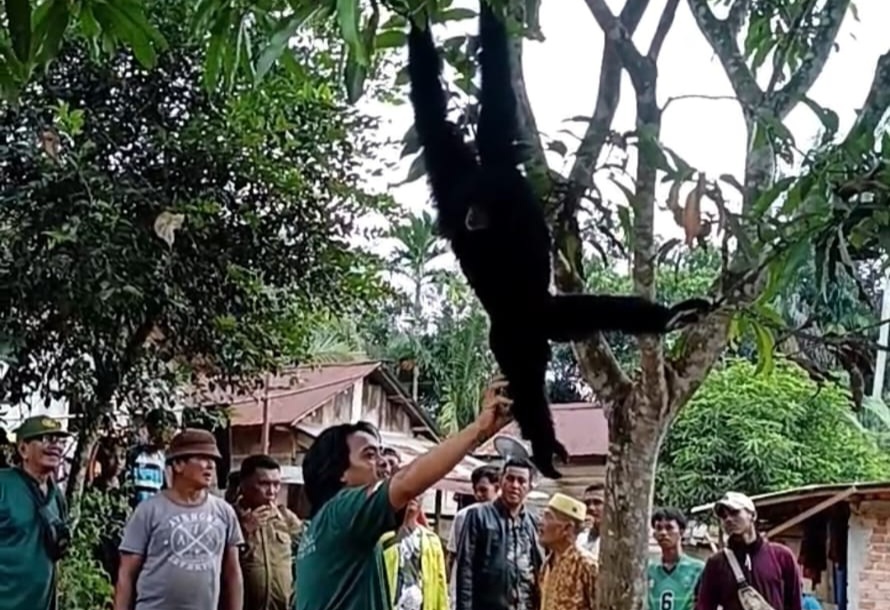 BPBD Muba Berhasil Evakuasi Satu Primata Siamang di Desa Keramat Jaya