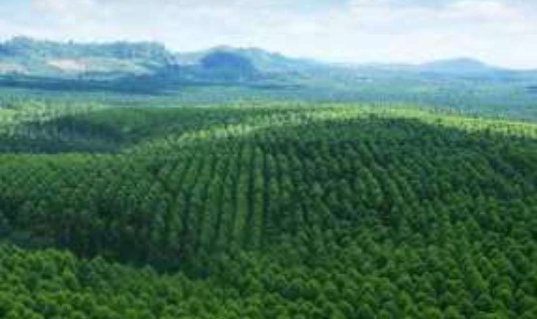 2,246 Hektare Lahan di Wilayah OKI Lepas Dari Hutan Kawasan, Berikut Rincian Lokasinya
