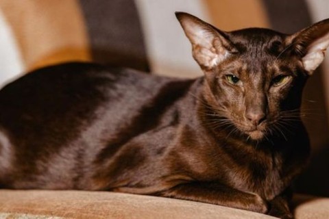 Mengenal Lebih Jauh 5 Ras Kucing Paling Langka di Dunia, Nomor 1 Seing Dikira Berasal Dari Indonesia