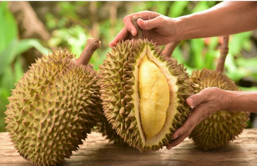 Sedang Panen Raya, Inilah Wilayah Penghasil Buah Durian Terbanyak di Muba