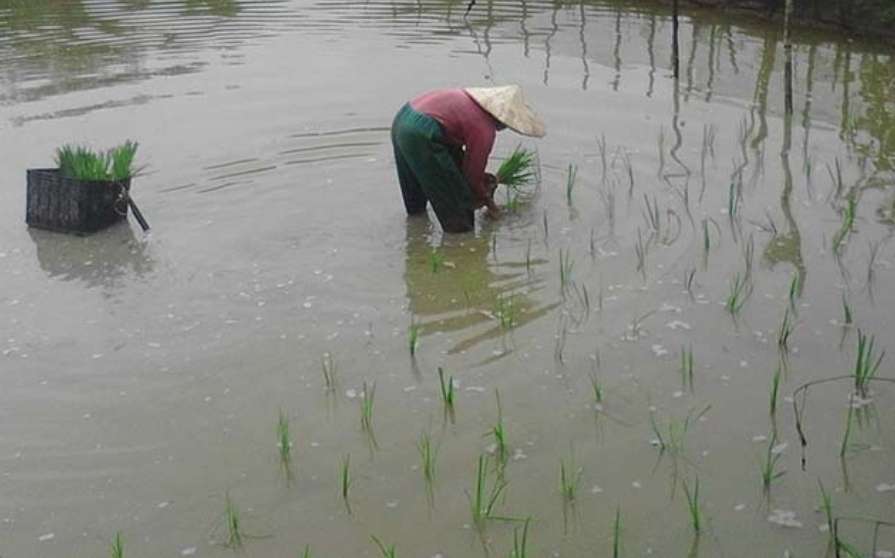 Intensitas Hujan Tinggi, Petani di Sanga Desa 'Galau', Berpotensi Gagal Panen