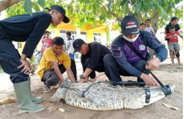 Masuk Tambak Udang, Buaya Besar Ditangkap Pawang