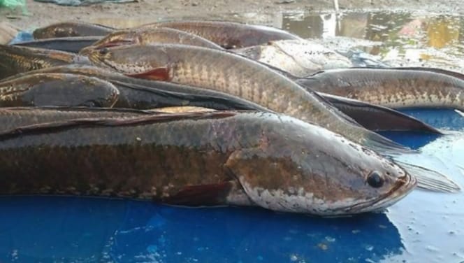 Ikan Gabus Selalu Diburu, Selain Lezat Ini Alasan Lainnya