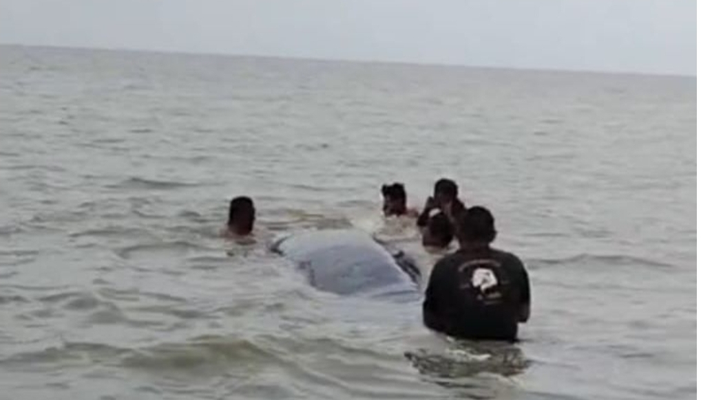 Paus 10 Meter Terdampar di Sungai Somor OKI, Evakuasi Terkendala Perairan Dangkal