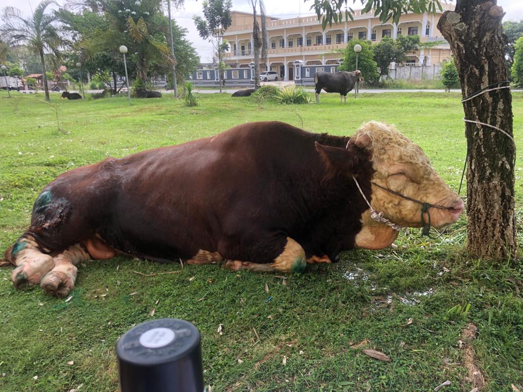 Kurban 36 Ekor Sapi, Pemkab Muba Sebar ke Panti Asuhan Hingga Lapas 