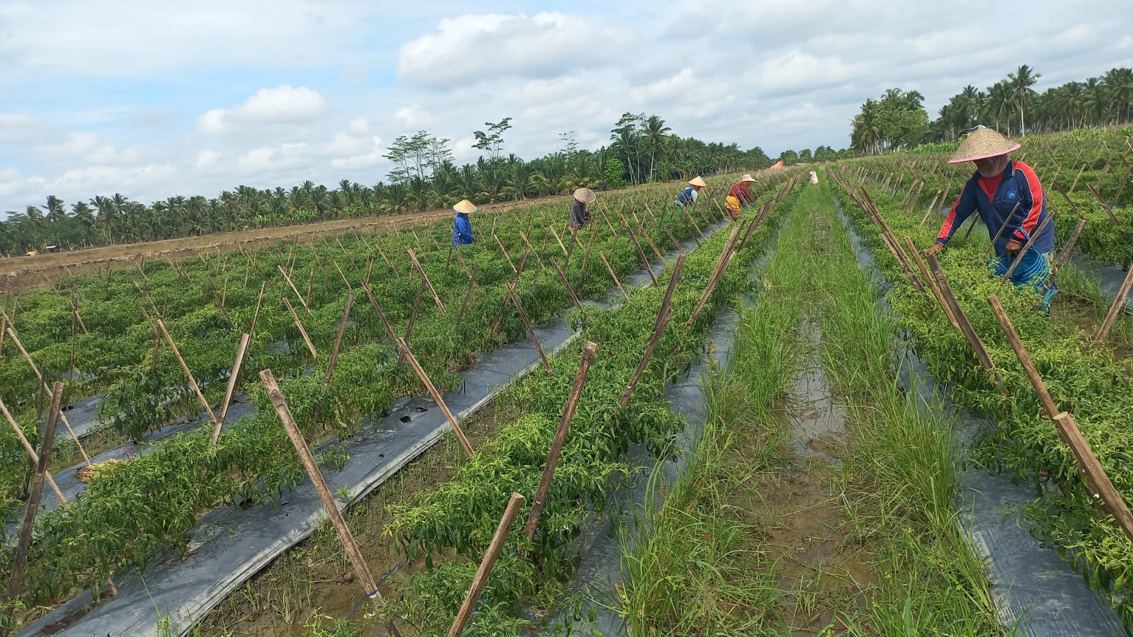 Upaya Kendalikan Inflasi Muba Pj Bupati H Apriyadi Cetuskan Program GEMERA, Apa Itu?