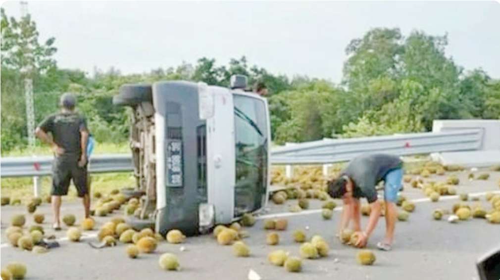 Viral, Foto Durian Bertebaran di Tol Indralaya - Prabumulih, Usai Mobil Pick Up Terbalik