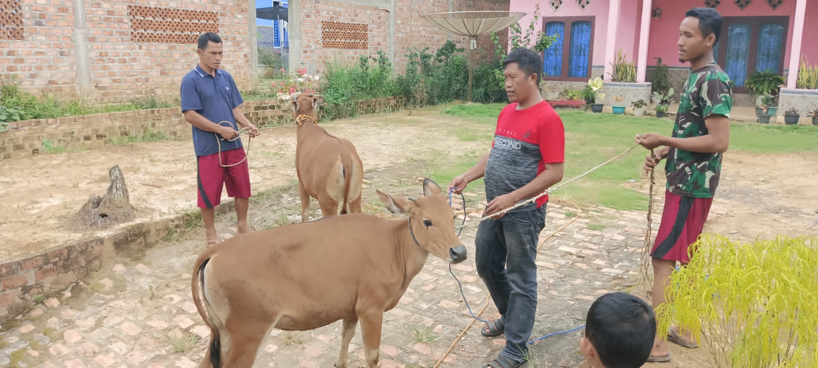 Pemdes Sukadamai Baru Luncurkan Kelompok Peternakan Sapi, Program Ketahanan Pangan Hewani 