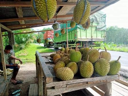 Lapak Pedagang Durian Bermunculan 
