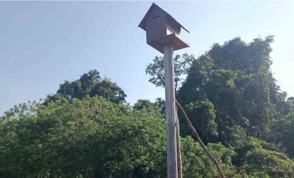 Kendalikan Hama Tikus, BPTPH Sumsel Bangun 5 Unit Rumah Burung Hantu di Areal Persawahan di Sanga Desa